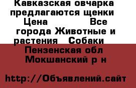 Кавказская овчарка -предлагаются щенки › Цена ­ 20 000 - Все города Животные и растения » Собаки   . Пензенская обл.,Мокшанский р-н